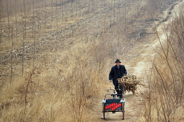 Cangzhou, China: A farmer clears dried stalks of corn from a field.