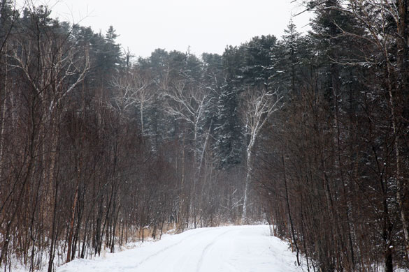 Heilongjiang Forest: A Korean Pine Nature Reserve near Yichun, China