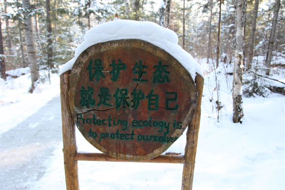 Heilongjiang Forest: Tangwanghe National Park, China