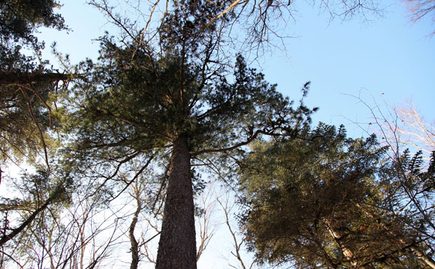 Heilongjiang Forest: Forest canopies, China