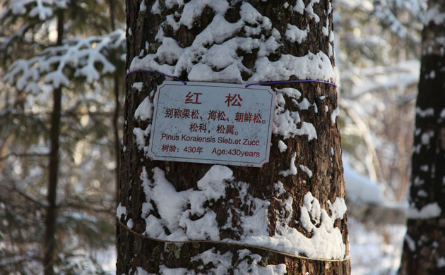 Heilongjiang Forest: Korean Pine were once abundant in the Xiaoxingan forest, China