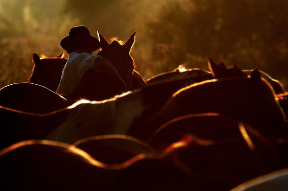 10 March 2009: Tacuarembo, Uruguay: A gaucho chooses a horse before a folk parade