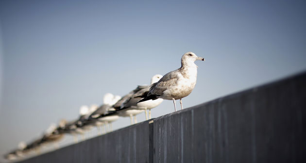 24 hours in pictures: Birds are perched on wall in Hollywood