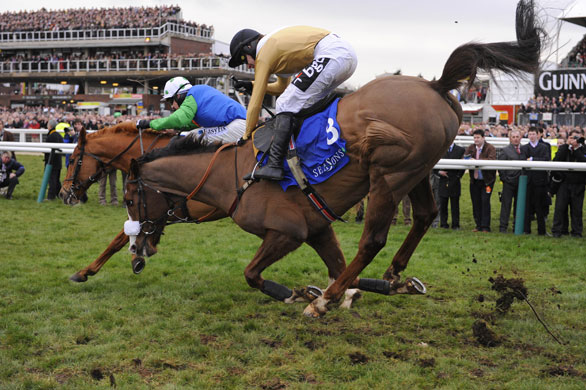 24sport: Briareus falls at the last in the Champion Chase 