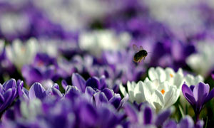 Crocuses