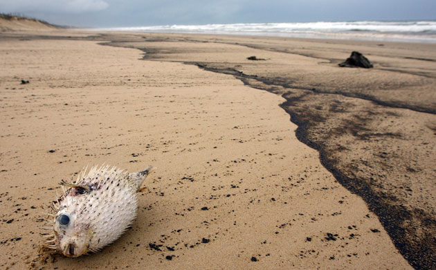 Week in wildlife: A dead blowfish is seen amongst the oil slick 