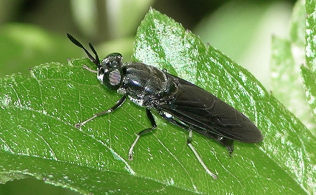 Week in wildlife: Black Soldier adult fly, whose larvae are used in a Bioconversion project 