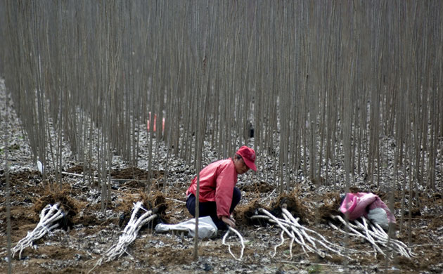 Week in wildlife: China's Arbor Day