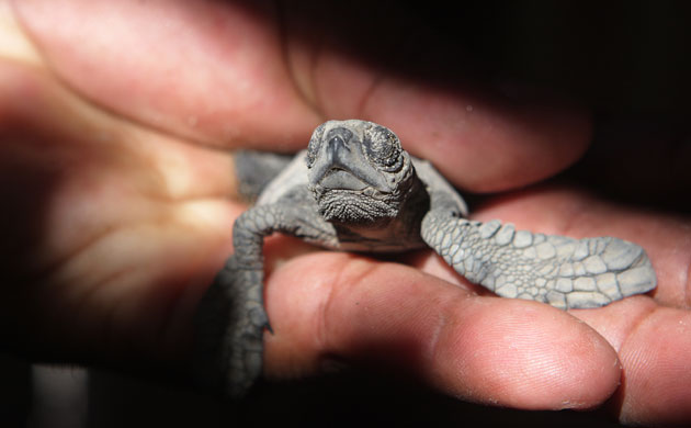 Week in wildlife: A newborn olive ridley sea turtle