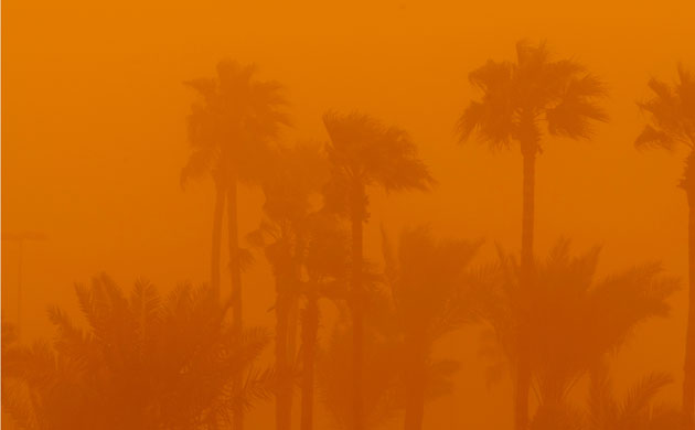 Week in wildlife: Dates trees are ravaged by a sandstorm