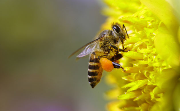 Week in wildlife: A honey bee collects pollen