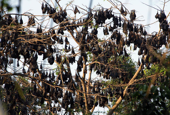 Week in wildlife: Fruit bats rest on tree within the forested area of Subic Bay 