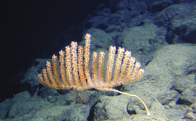 Week in wildlife: A recently discovered orange bamboo coral