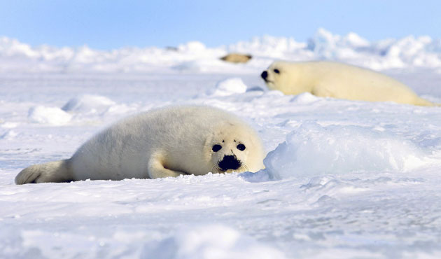 Week in wildlife: Harp seal pups lie on an ice floe in Canada