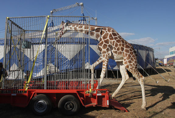 12 March 2009: Managua, Nicarague: A giraffe steps into its cage at the Moscow Circus