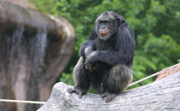 Week in wildlife: Santino, the stone-throwing chimp at Furuvik zoo