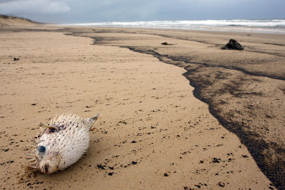 Oil Spill in Queensland: Oil Spill in Queensland, Australia
