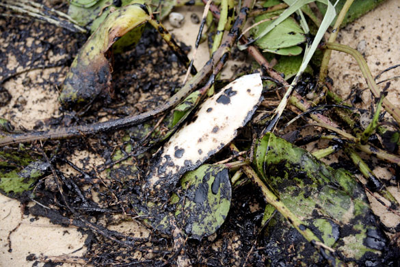 Oil Spill in Queensland: Oil Spill in Queensland, Australia