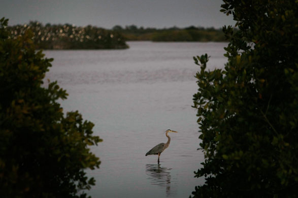 24 hours in pictures: merritt island wildlife refuge 