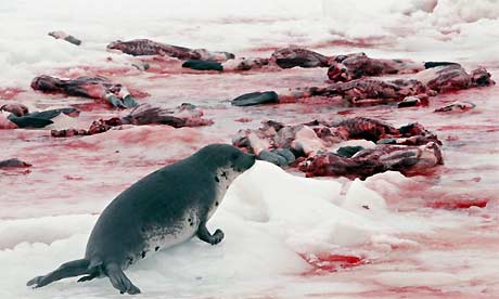 Seals clubbed to death