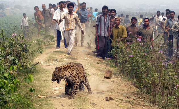 24 hours in pictures: Guwahati, India: A leopard walks after being shot with a tranquiliser dart