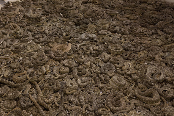 24 hours in pictures: Texas, USA: Thousands of western diamondback rattlesnakes in a holding pit