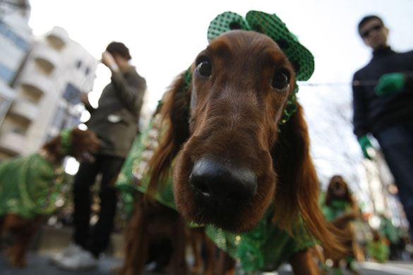 St Patrick's day parade: St Patrick's day parade around the world