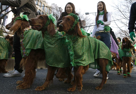 St Patrick's day parade: St PAtrickk's day parade around the world 