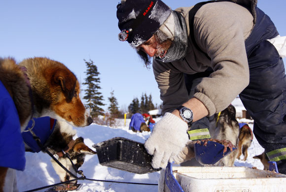 24sport: sled dog racing