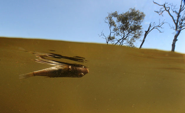 24 hours : Dead fish floating