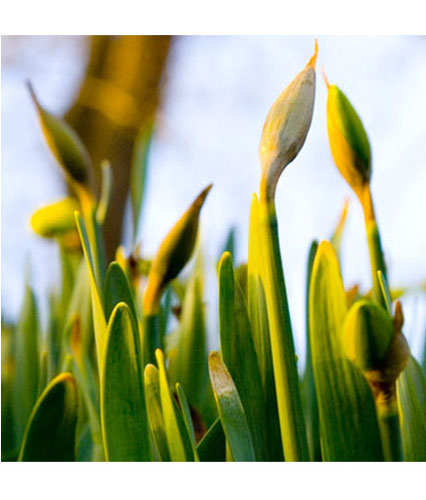 Signs of Spring: Daffodils