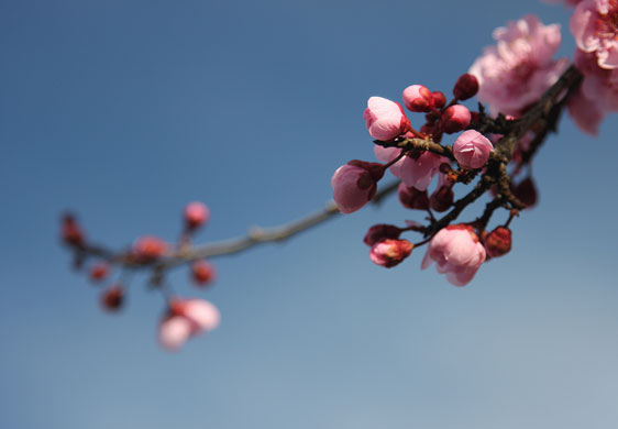 Signs of Spring: Plum Blossom