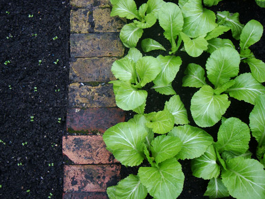 Signs of Spring: Salads