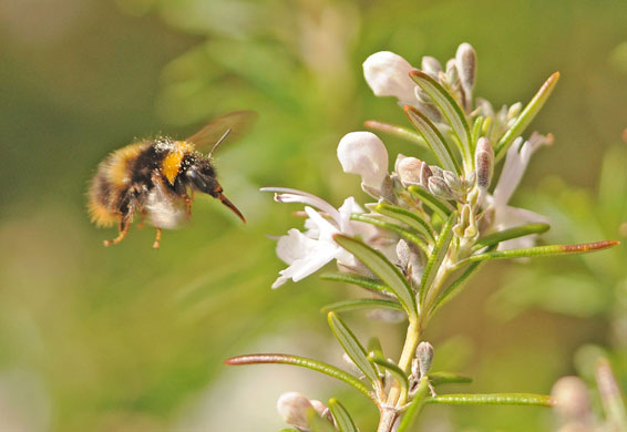 Signs of Spring: Bee