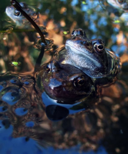 Signs of Spring: Frogs