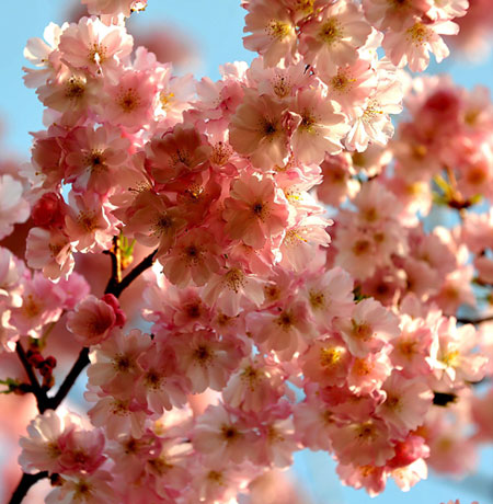 Week in Wildlife: Cherry blossom in full bloom at a park in London