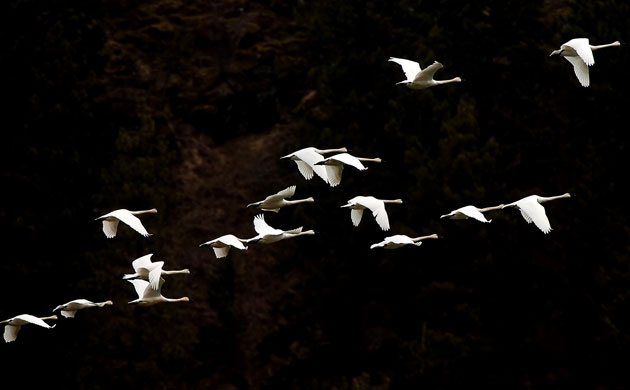 Week in Wildlife: A flock of snow geese fly over Wolf Lodge Bay