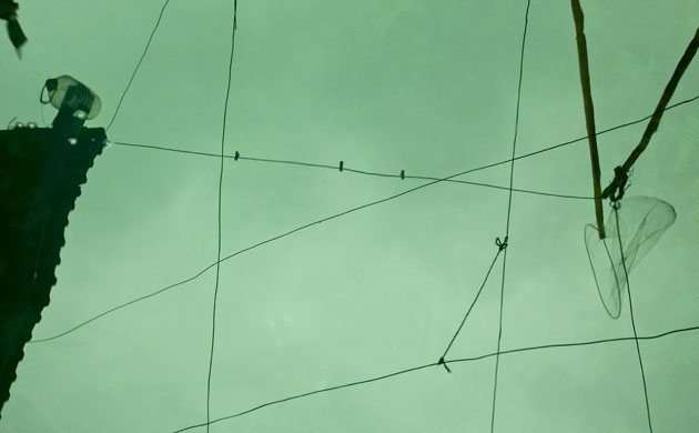 Week in Wildlife: Cat Ba Langur Conservation in northern Vietnam