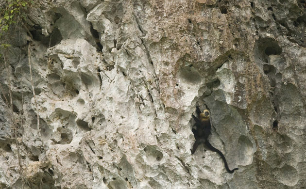 Week in Wildlife: Cat Ba Langur Conservation in northern Vietnam