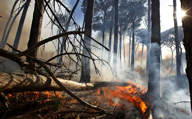 Week in Wildlife: Table Mountain  bush fire in  Cape Town, South Africa