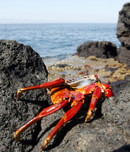 Week in Wildlife: A Sally Lightfoot crab is seen on Seymur Island