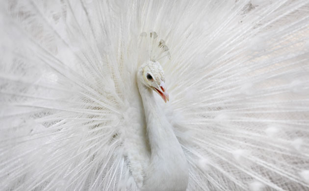Week in Wildlife: A white peacock flares out its plumage at the Giza zoo in Cairo, Egypt