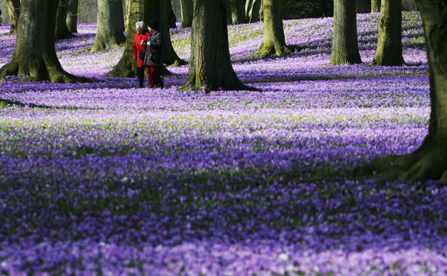 Week in Wildlife: Strollers walk through a sea of crocusses