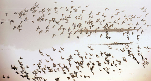 Week in Wildlife: A flock of birds take flight at Merritt Island National Wildlife Refuge