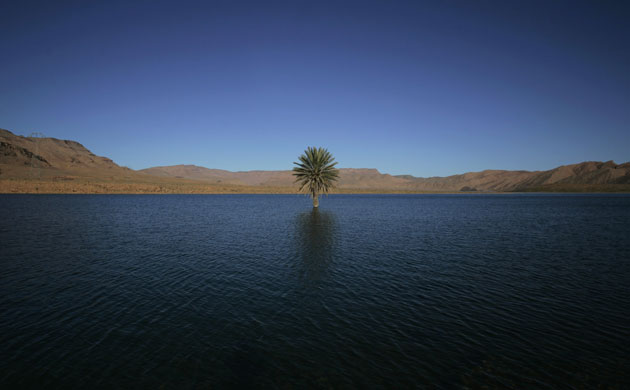 Week in Wildlife: A palm tree grows in the Errachidia reservoir near the Ziz oasis