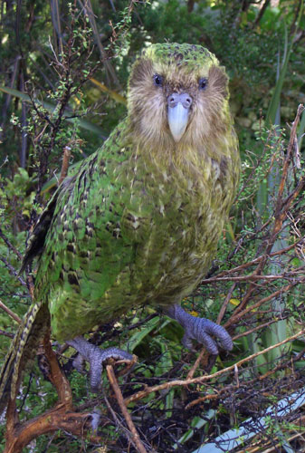 Week in Wildlife: Endangered kakapo