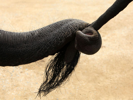 Week in Wildlife: Young elephant holds onto tail of another elephant in Ayutthaya