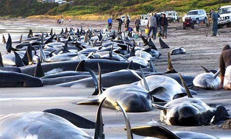 Stranded pilot whales on a beach on King Island, near Tasmania.