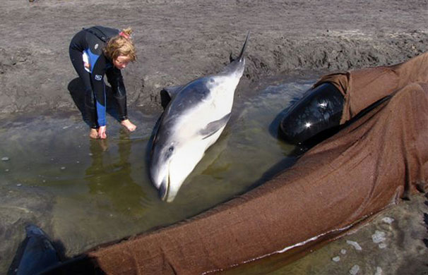 Whales and dolphins: Beached whales and dolphins on King Island off southern Australia 