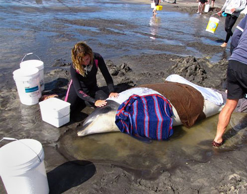 dolphins and whales. Whales and dolphins: Beached